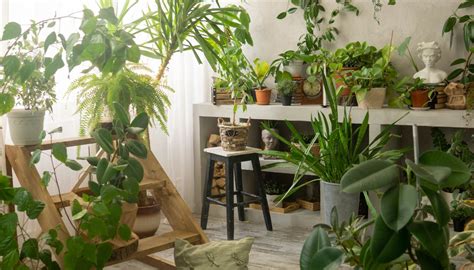  Urban Oasis: Creating Lush Gardens in Your Home -  Blooming Visions and Practical Wisdom for Every Space