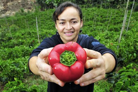  Agave: A Journey through Sustainable Farming in Colombia!  An Enchanting Exploration of Ancient Traditions and Modern Practices