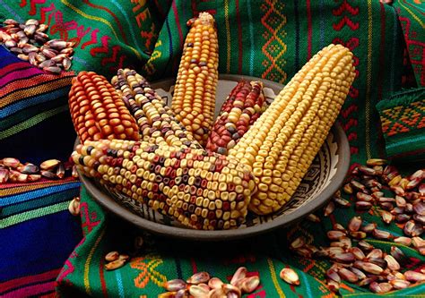 墨西哥農業的藝術之美：探索《Milpa: Maize and People in Mexico》